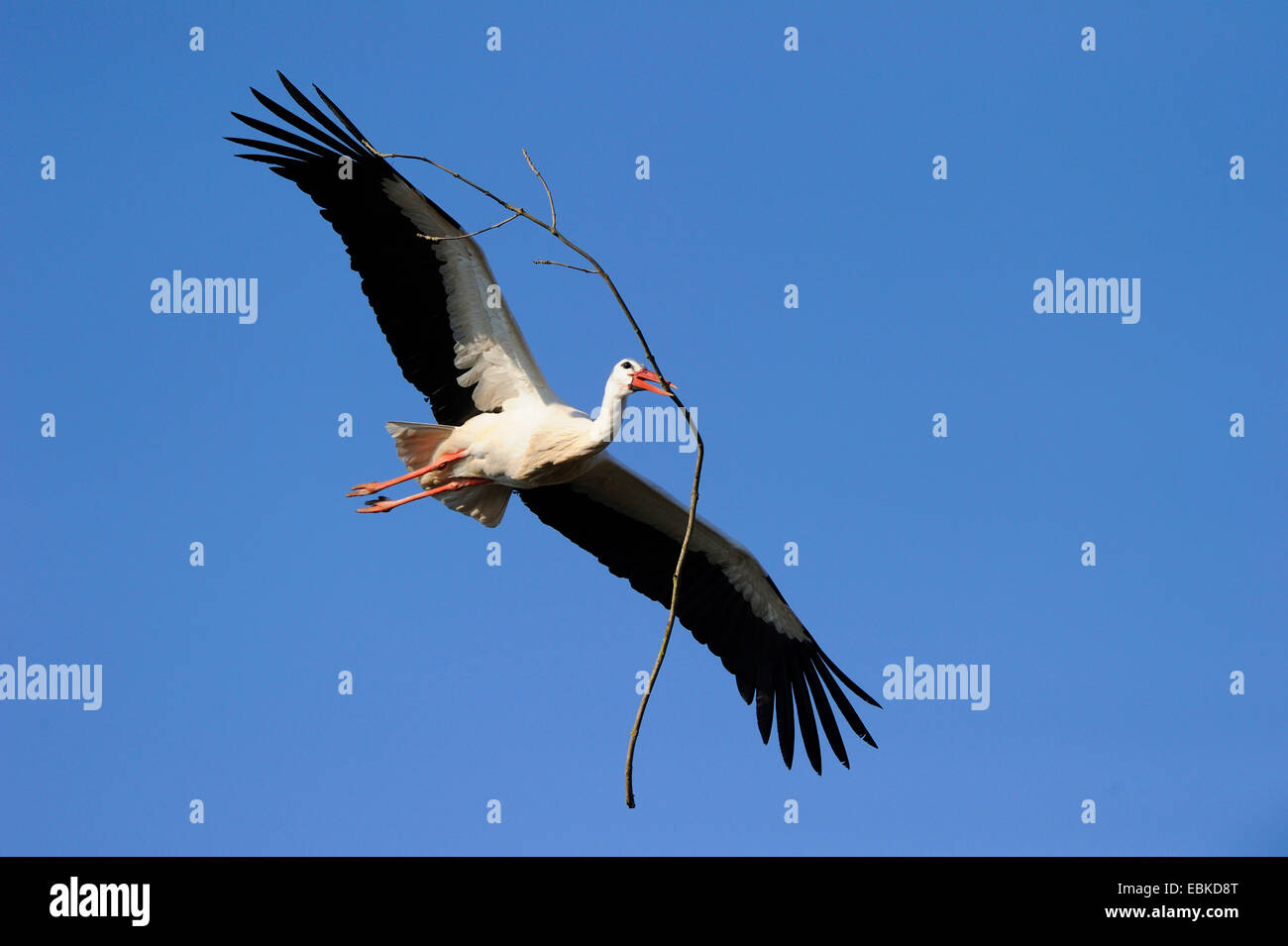 Cicogna bianca (Ciconia ciconia), volare nel cielo blu con materiale di nidificazione nel becco, Germania Foto Stock