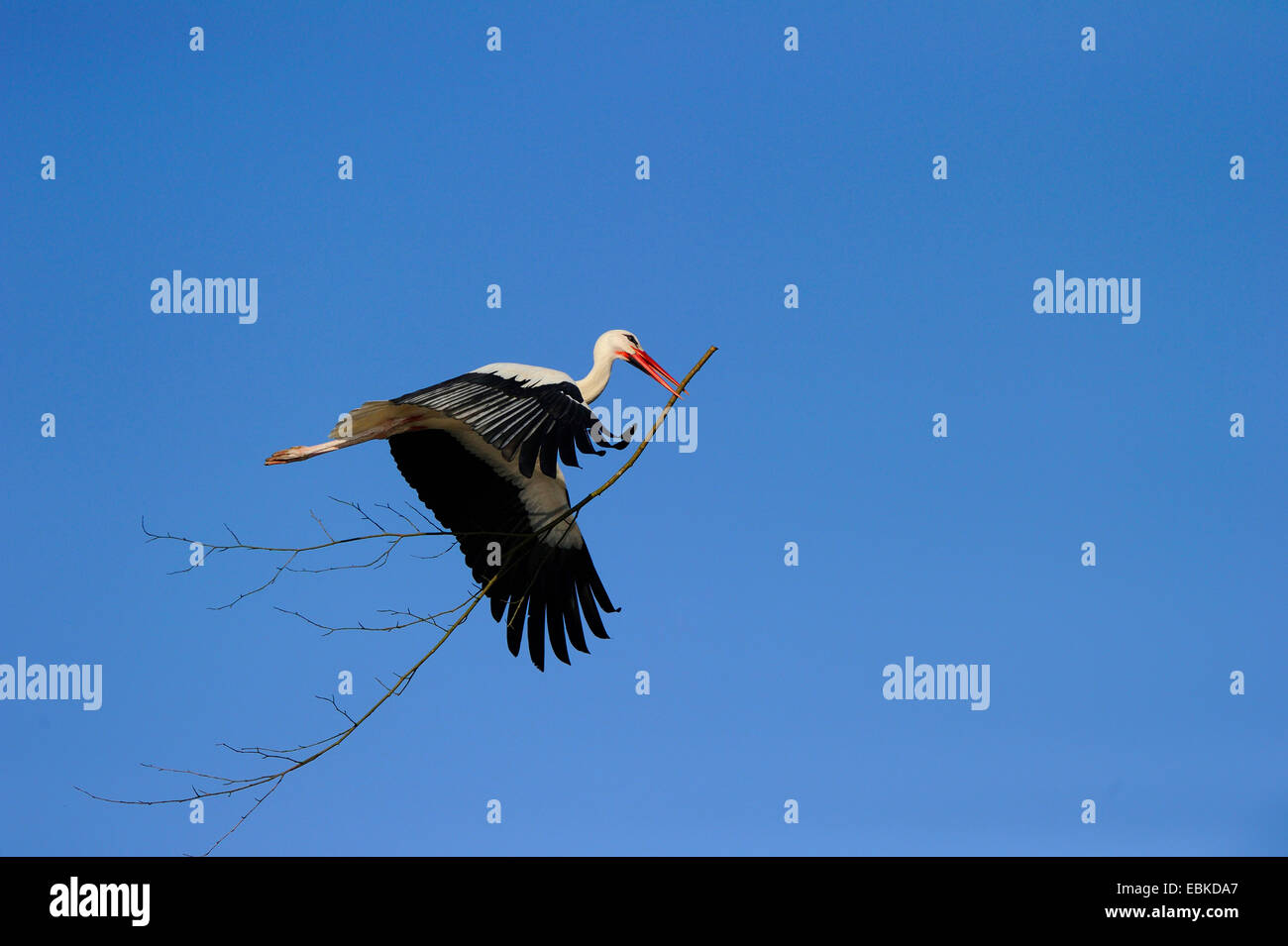 Cicogna bianca (Ciconia ciconia), volare nel cielo blu con materiale di nidificazione nel becco, Germania Foto Stock