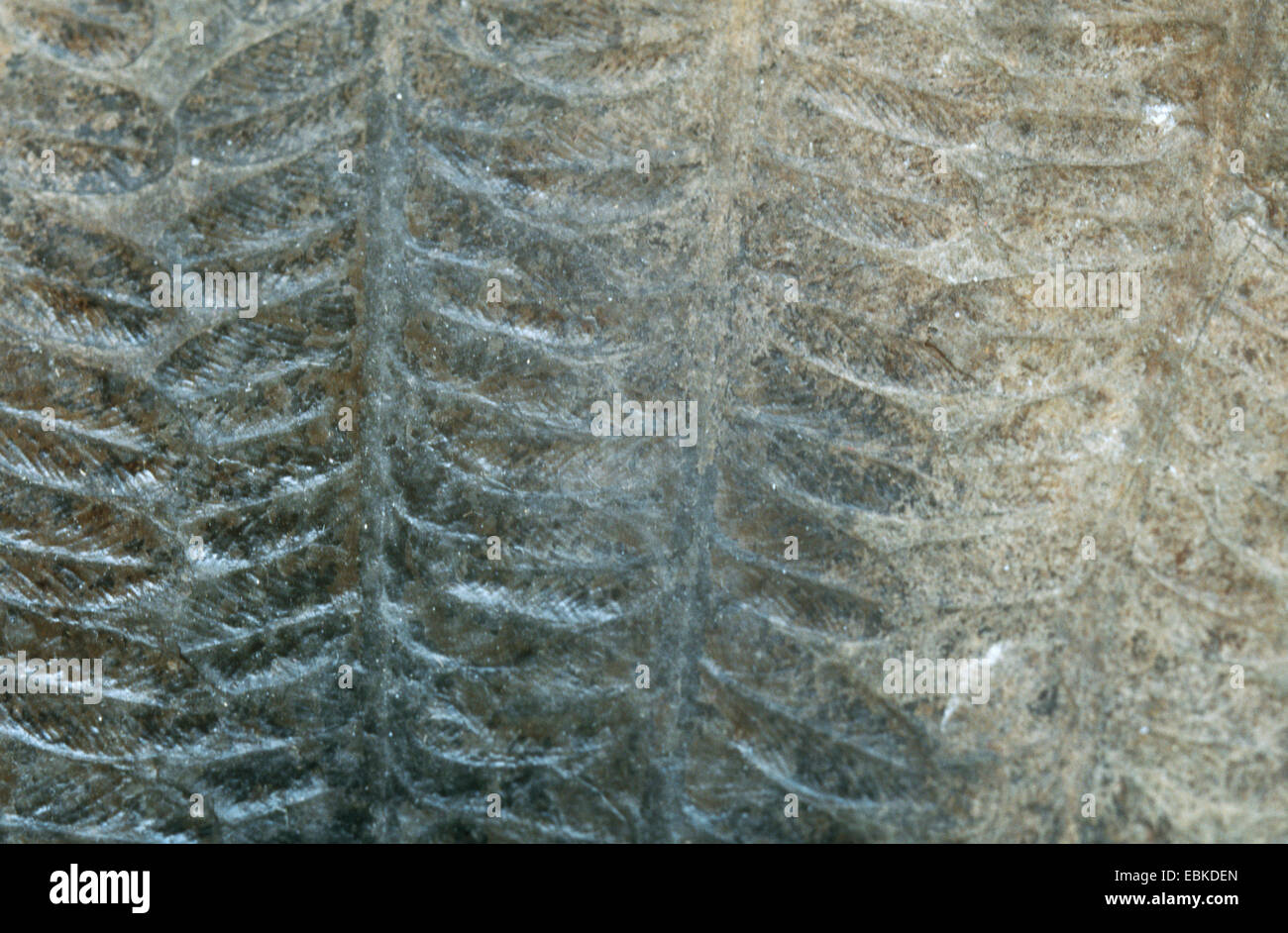 Callipteris conferta, seme di fossili di felce, Rotliegend, Bassa Slesia Foto Stock