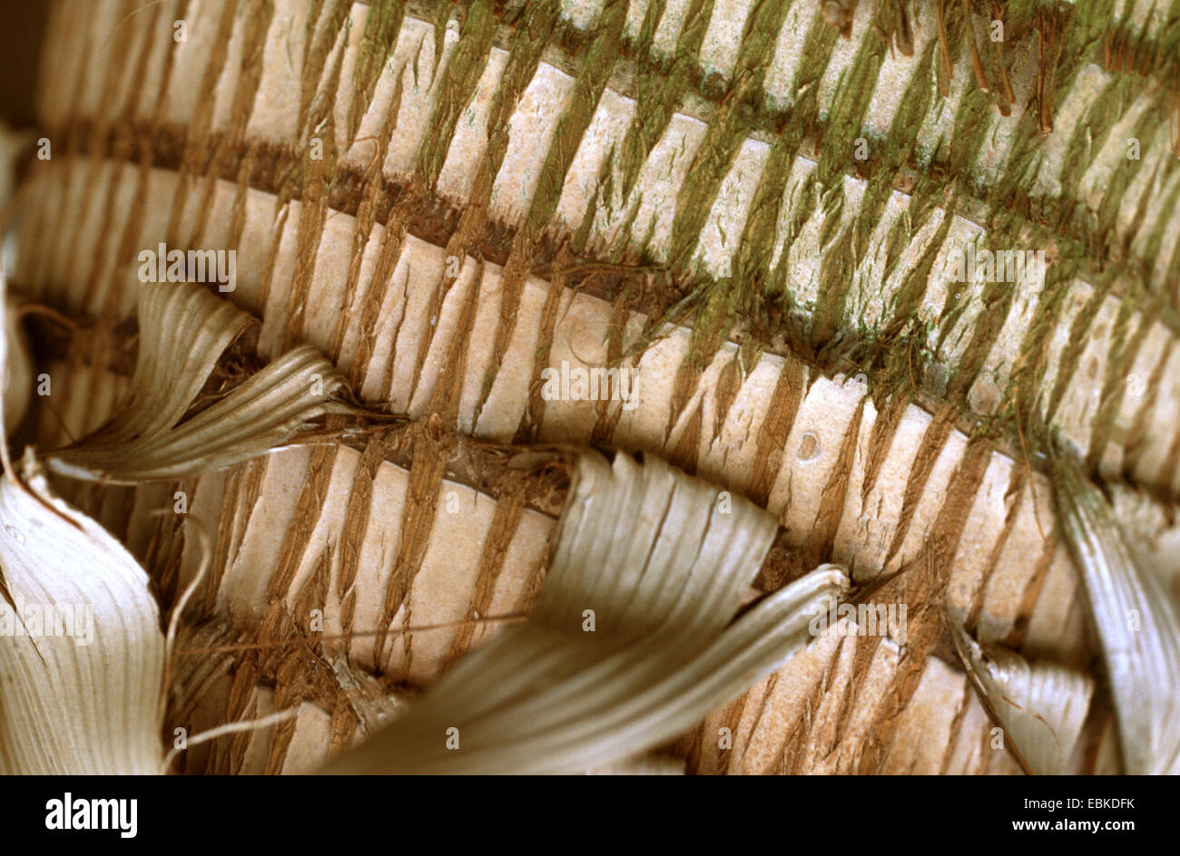 Di affinamento (Palm Hyophorbe lagenicaulis, Mascarena lagenicaulis), trunk Foto Stock