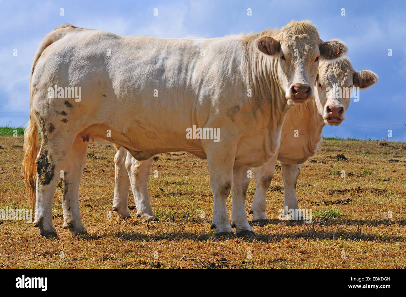 Charolais bestiame bovini domestici (Bos primigenius f. taurus), due cattles in piedi sul pascolo, Francia Foto Stock