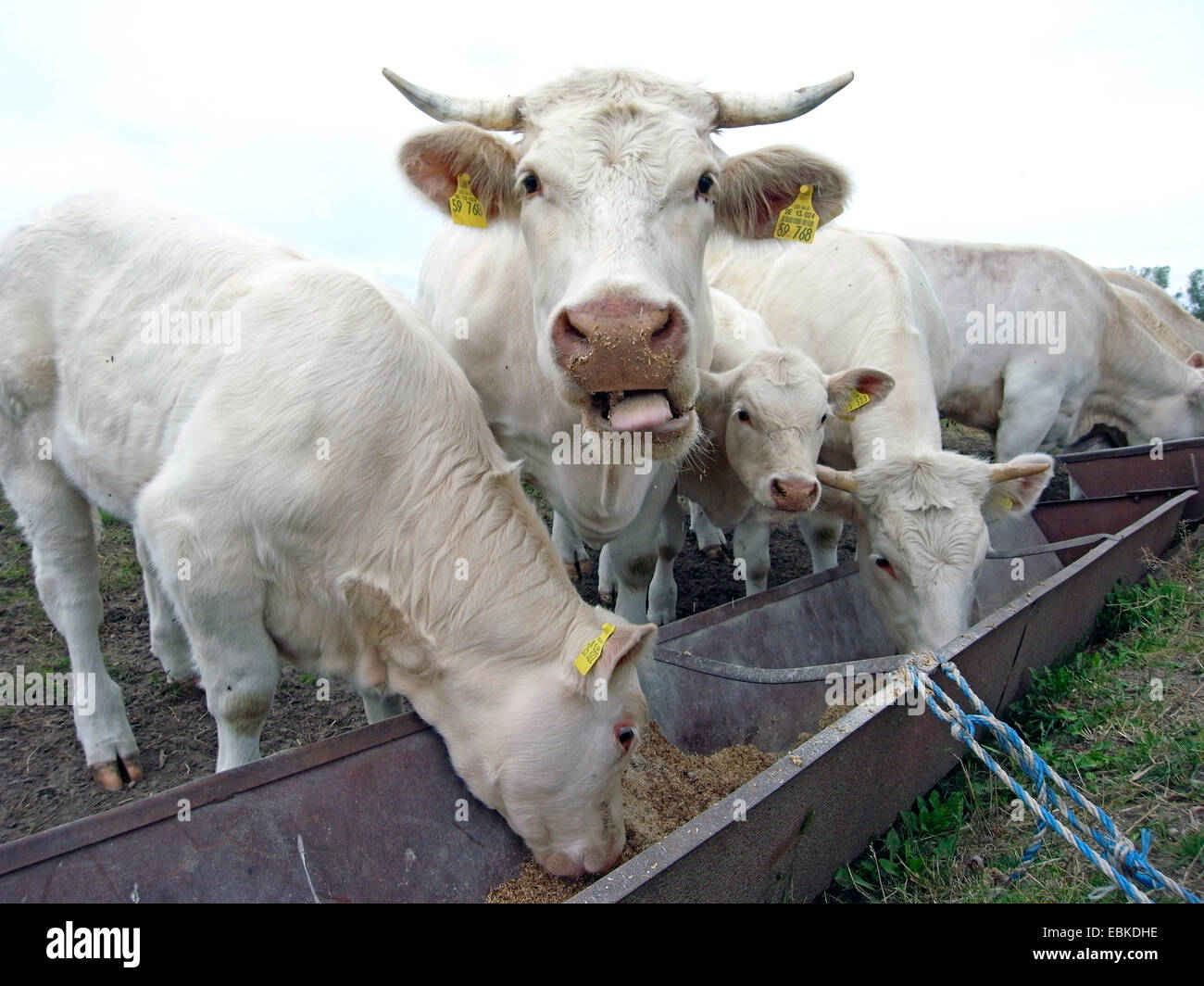 Charolais bestiame bovini domestici (Bos primigenius f. taurus), bovini affiancate alla mangiatoia Foto Stock