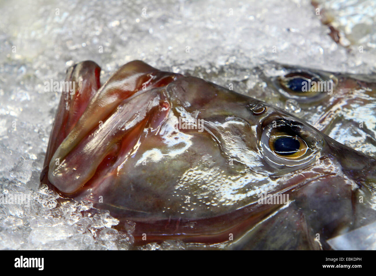 Dory, John Dory (Zeus faber), John Dory su ghiaccio sul mercato del pesce, Isole Canarie, Tenerife Foto Stock