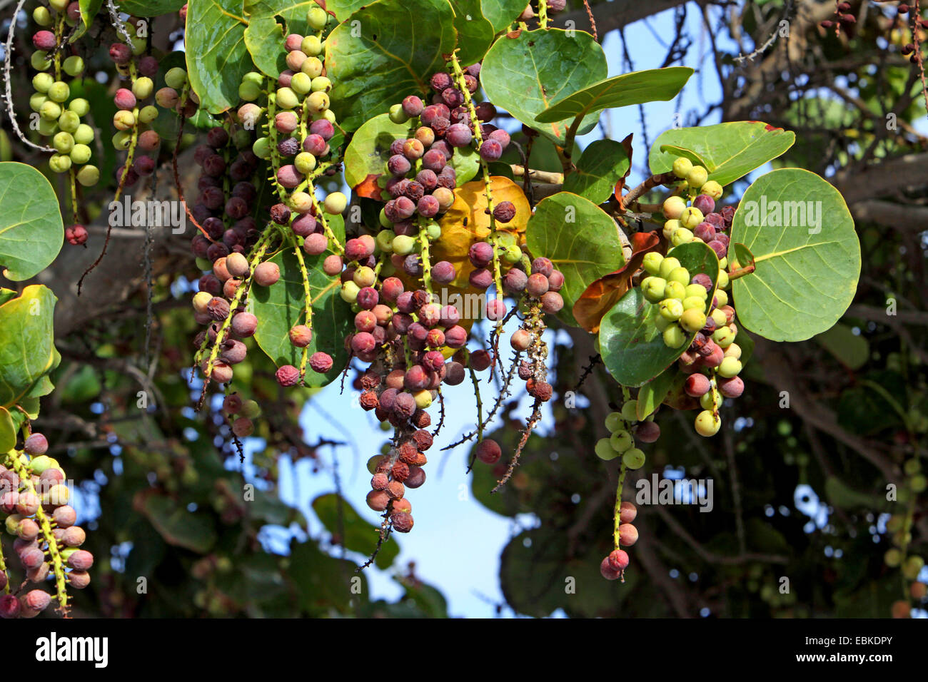 Giamaica kino, mare di uva (Coccoloba uvifera), ramo fruttifero, Isole Canarie, Tenerife Foto Stock