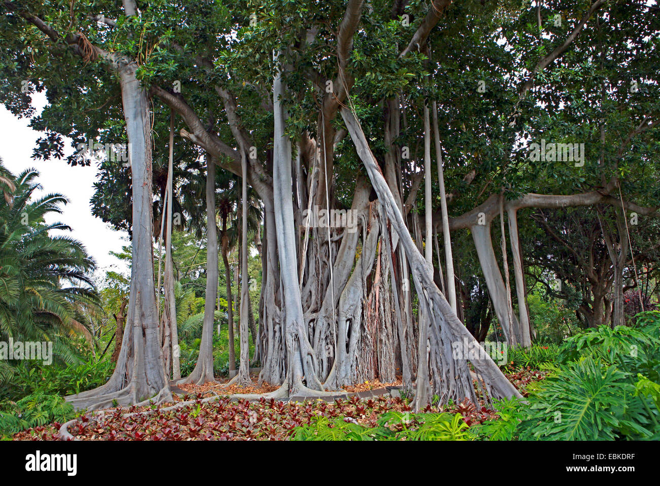 Lord Howe Banyan (Ficus macrophylla ssp. columnaris, Ficus columnaris, F. macrophylla f. columnaris), albero con radici aeree, Isole Canarie, Tenerife, Puerto De La Cruz Foto Stock