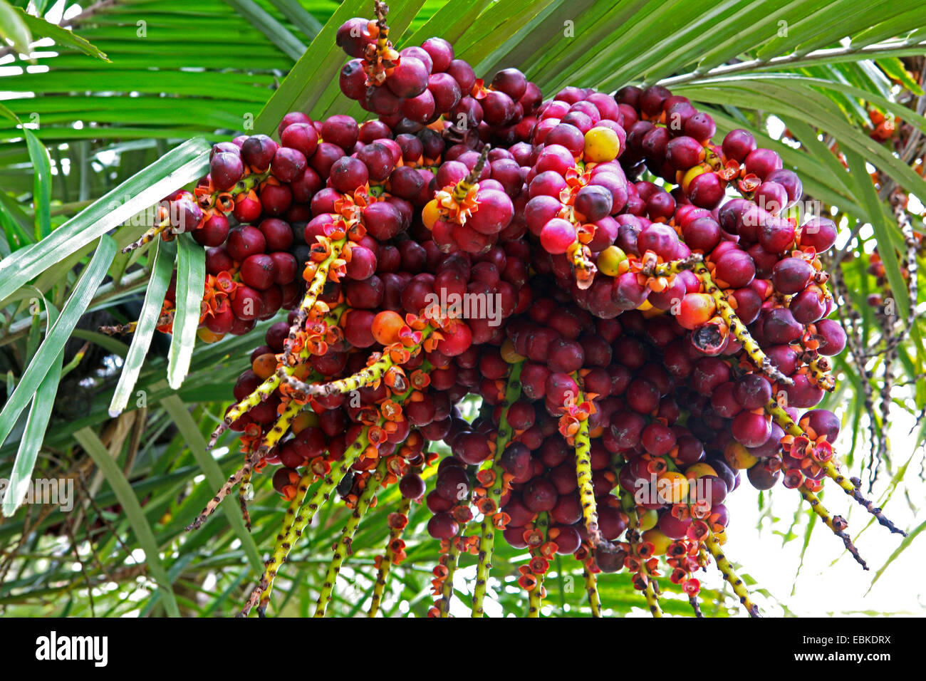 Dwarf Sugar Palm (Arenga engleri), frutta Foto Stock