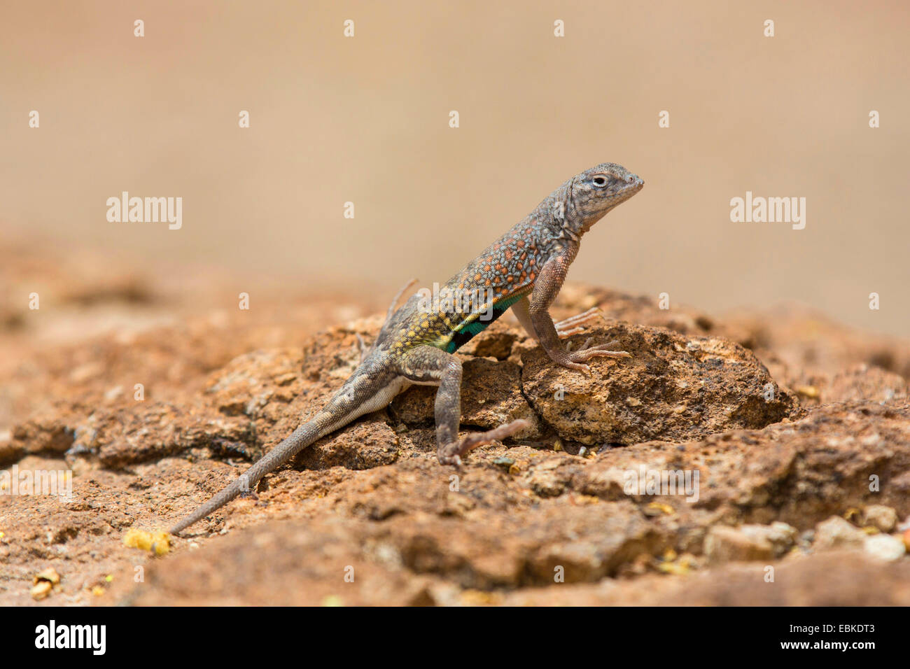 Maggiore earless lizard (Cophosaurus texanus), seduti su suolo asciutto terra, USA, Arizona, Sonora Wueste, Phoenix Foto Stock