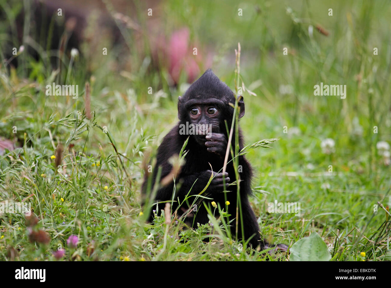 Celebes ape, Celebes black ape (Macaca nigra), animale giovane seduto sull'erba Foto Stock