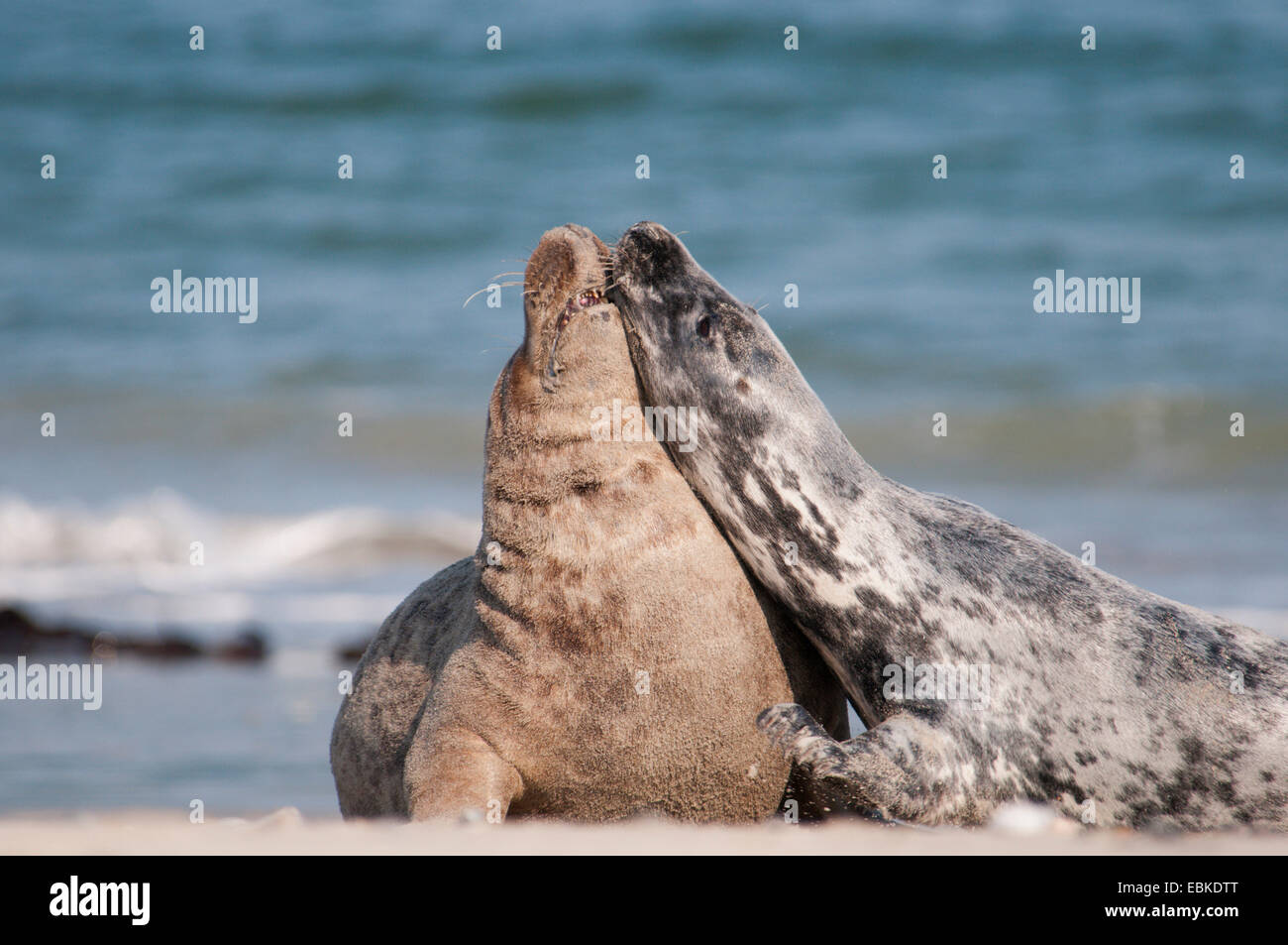 Guarnizione grigio (Halichoerus grypus), maschio e femmina scuffling in spiaggia, Europa, Germania, Schleswig-Holstein, Helgoland Foto Stock