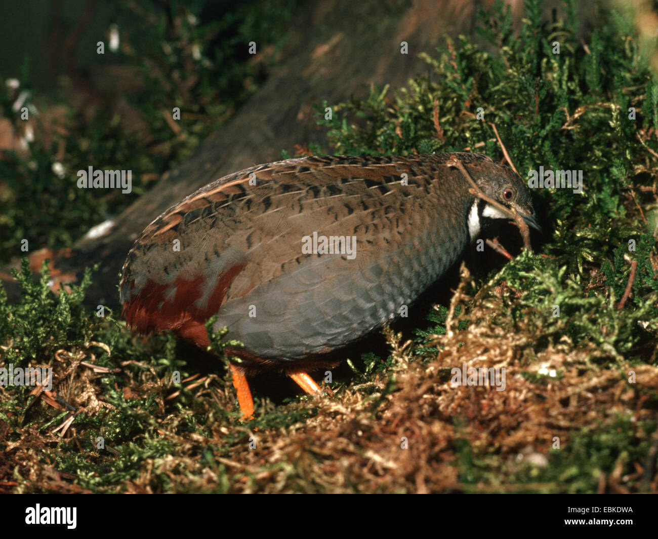 Indian blue Quaglia (Coturnix chinensis Excalfactoria chinensis), sui mangimi Foto Stock