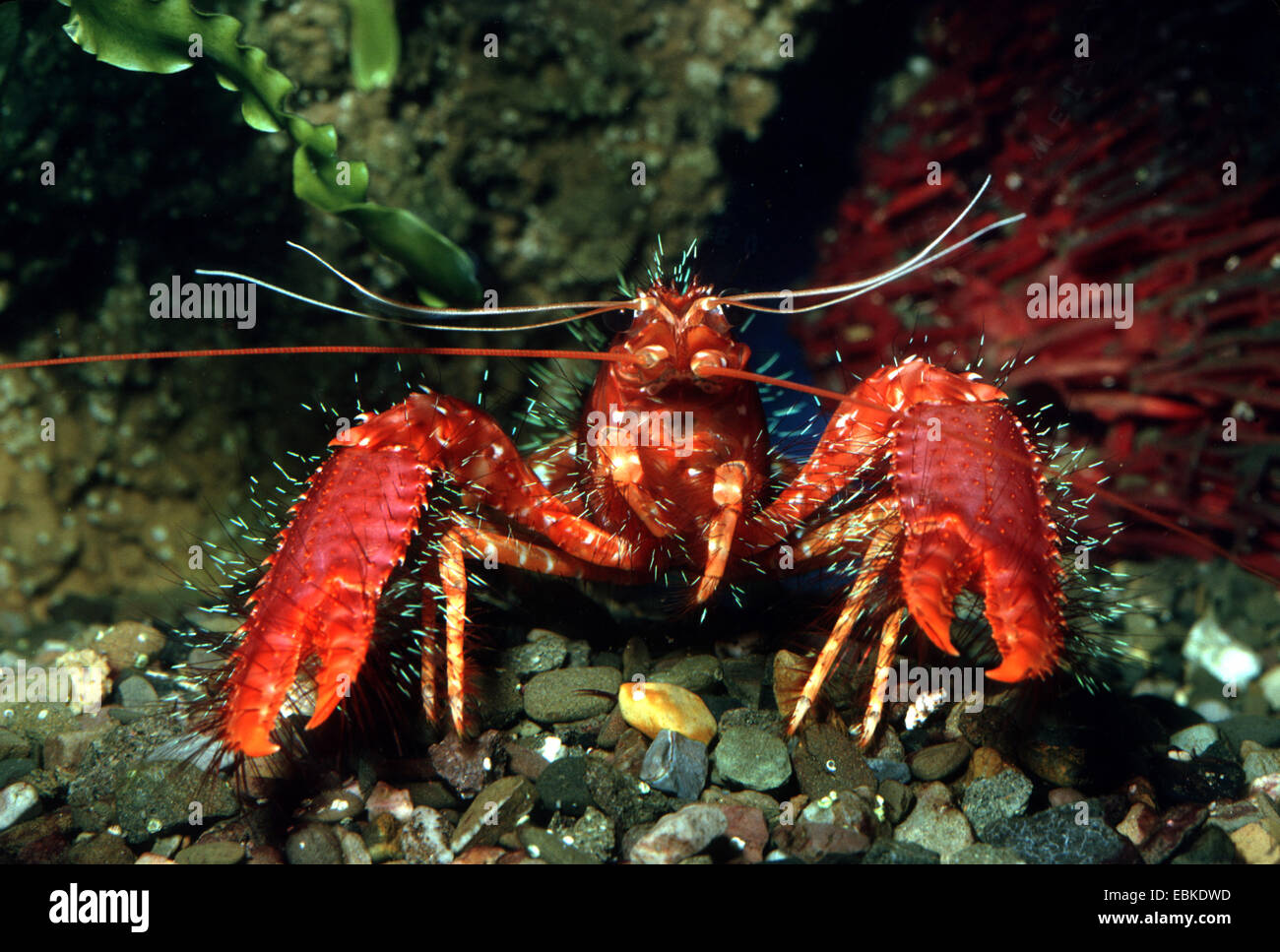 Red reef aragoste (Enoplometopus occidentalis), vista frontale Foto Stock