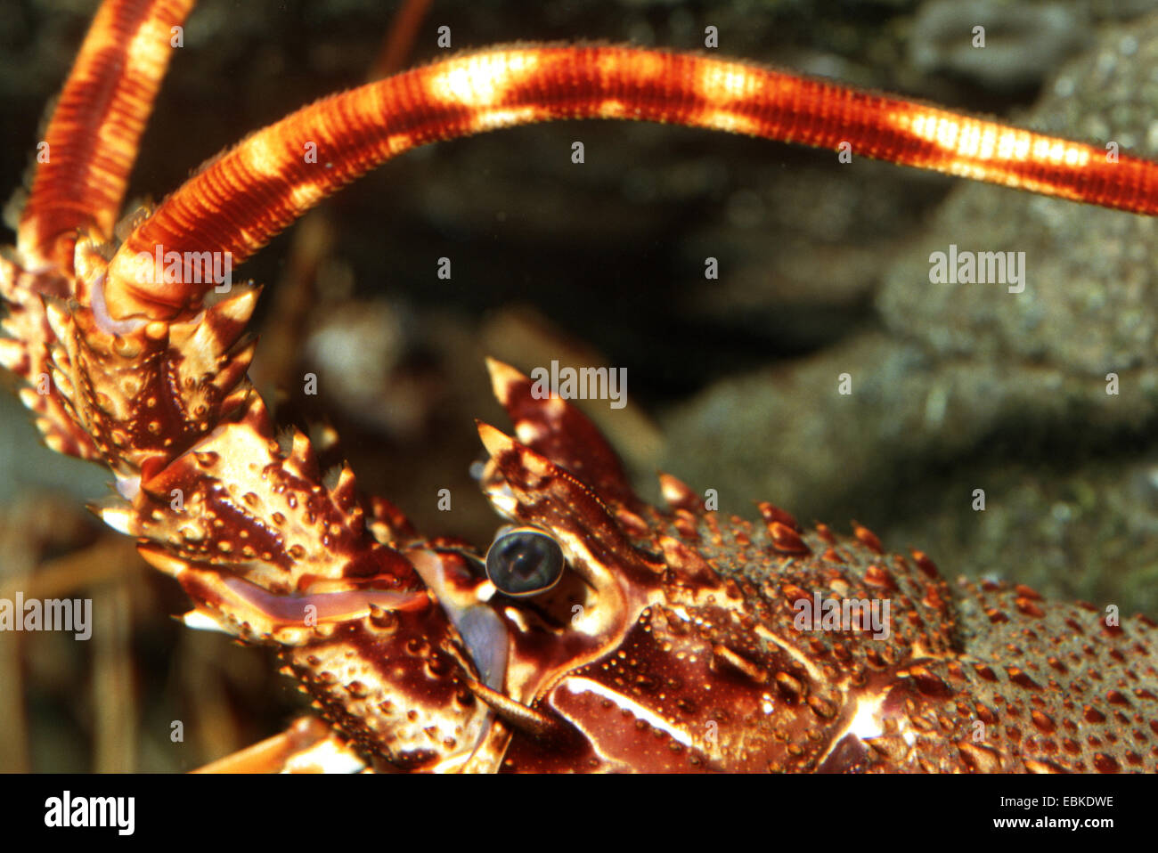 Le aragoste, gamberi comune europeo, aragosta, aragosta, langouste (Palinurus elephas, Palinurus vulgaris), ritratto Foto Stock