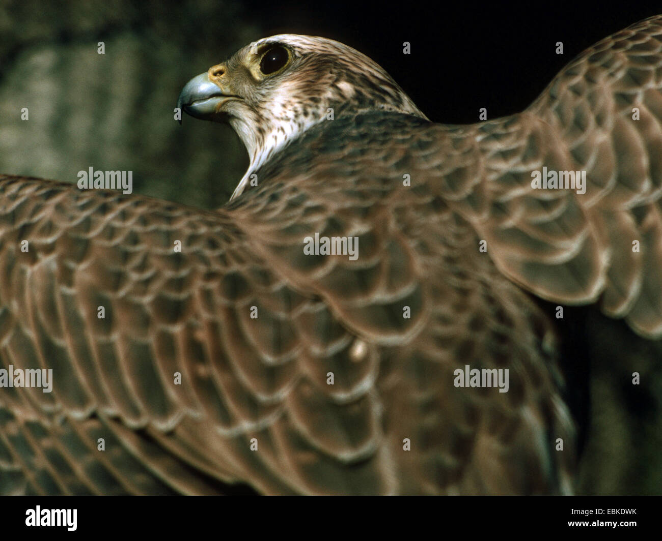 Saker falcon (Falco cherrug), close-up con alette aperte Foto Stock