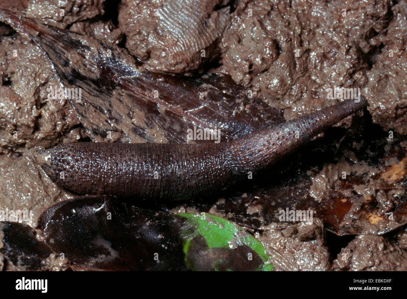 Marine worm (Phascolosoma lurco, Phascolosoma arcuatum), giacente sul bagnato terreno roccioso Foto Stock