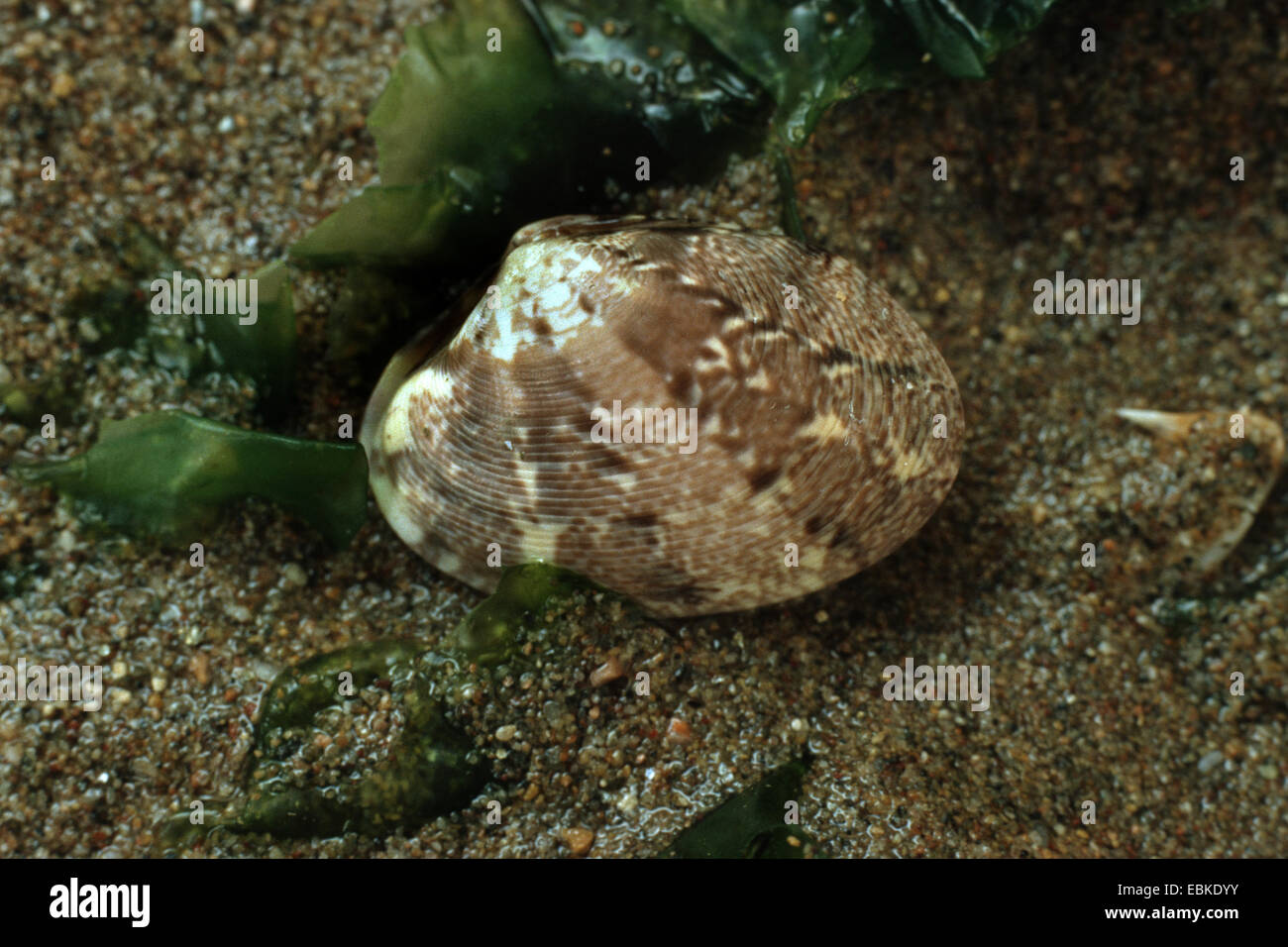Nastrare carpetclam, nastrati Venere (tappeto nastrati shell) (nastri rhomboides, Venerupis rhomboides, Paphia rhomboides), che giace sulla sabbia bagnata tra le alghe Foto Stock