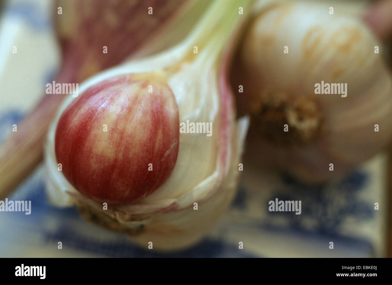 Aglio comune (Allium sativum), aglio Foto Stock