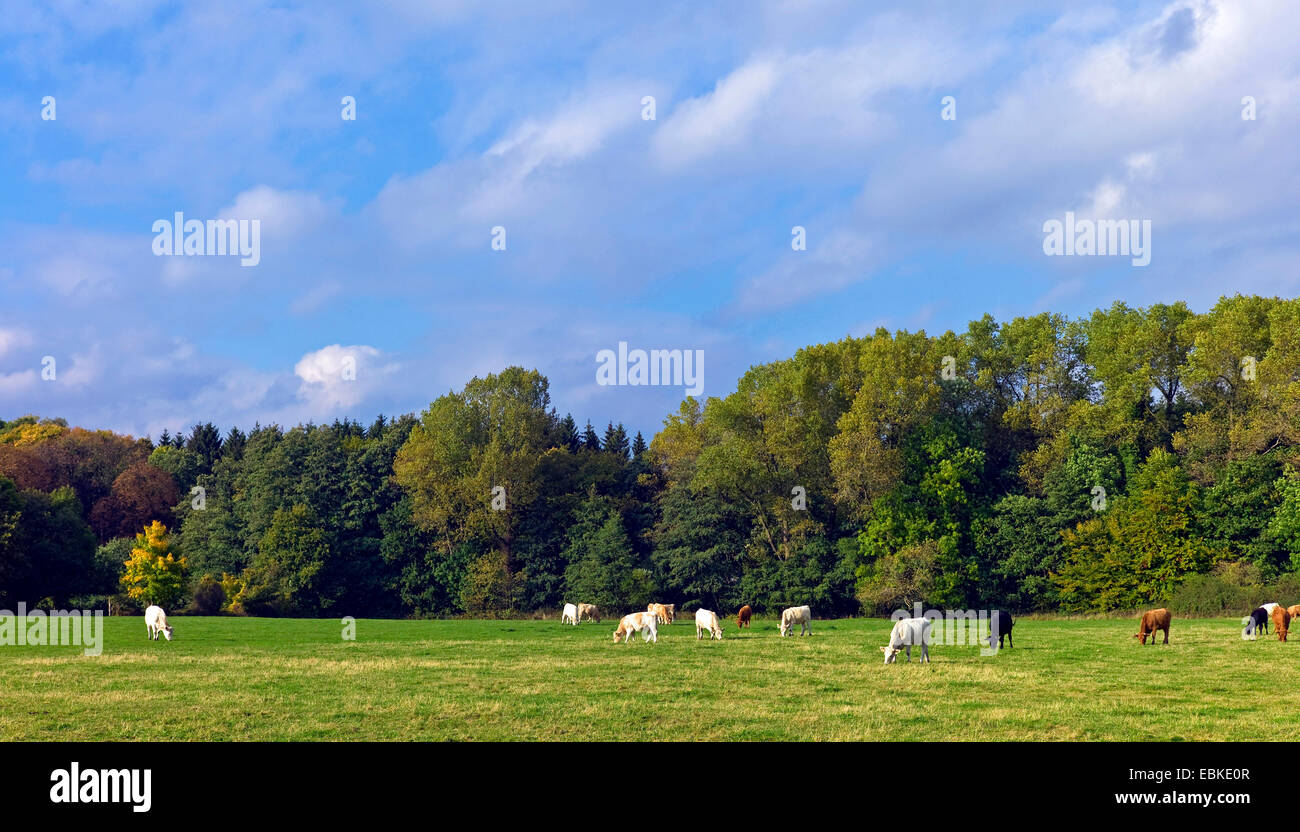 Gli animali domestici della specie bovina (Bos primigenius f. taurus), cattles pascolare su un pascolo di fronte a una foresta autunnale, Germania, Bassa Sassonia Foto Stock