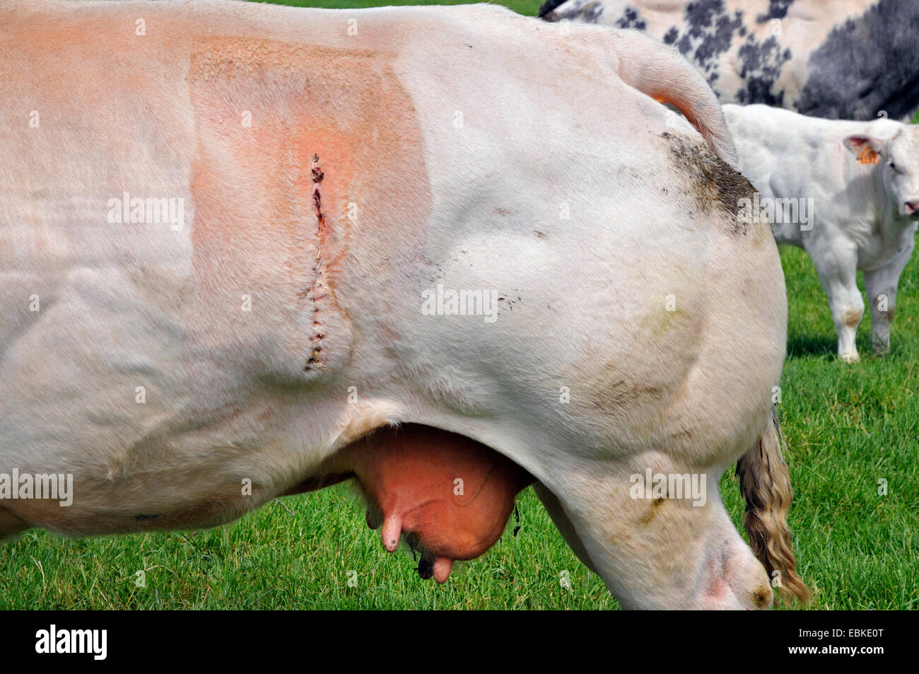 Blu belga (Bos primigenius f. taurus), cesareo sutura al fianco di una mucca, Belgio, Fiandre Occidentali Foto Stock