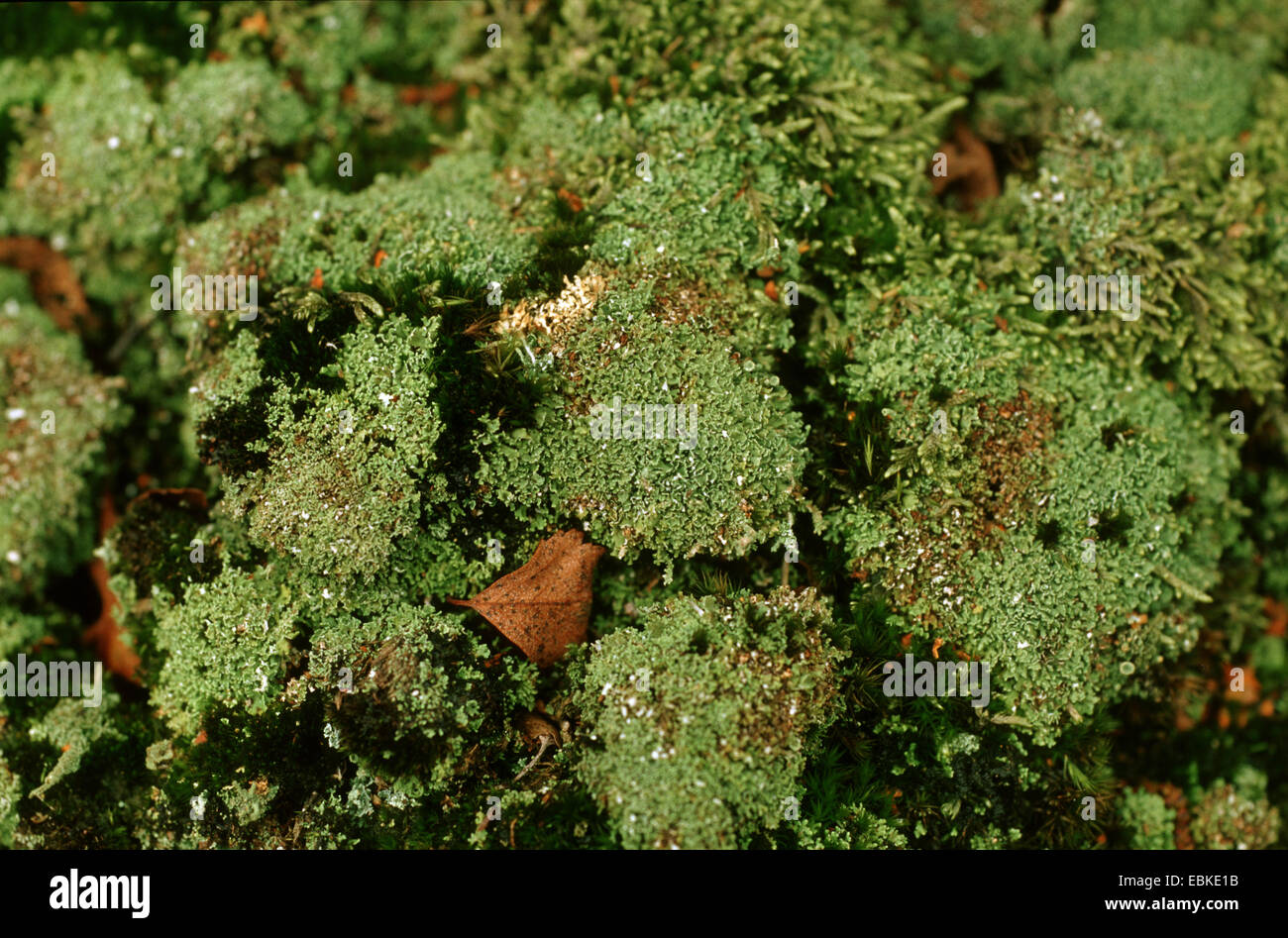 Pixie-cup lichen (Cladonia fimbriata), Germania Foto Stock