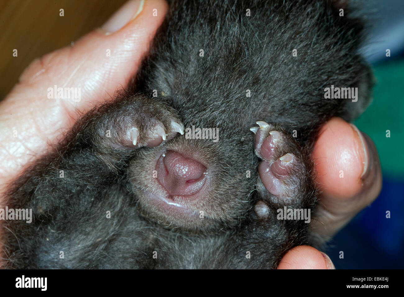 Cane procione (Nyctereutes procyonoides), orfano cucciolo dorme in una mano, Germania Foto Stock
