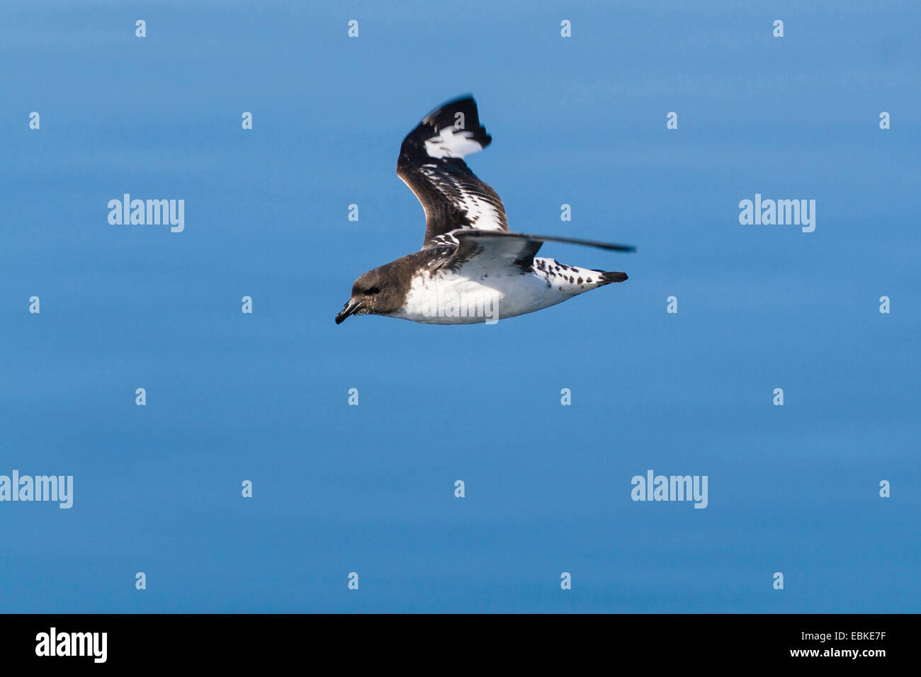 Pintado petrel, Antartico cape petrel (Daption capense), volare sopra il mare, Antartide Foto Stock