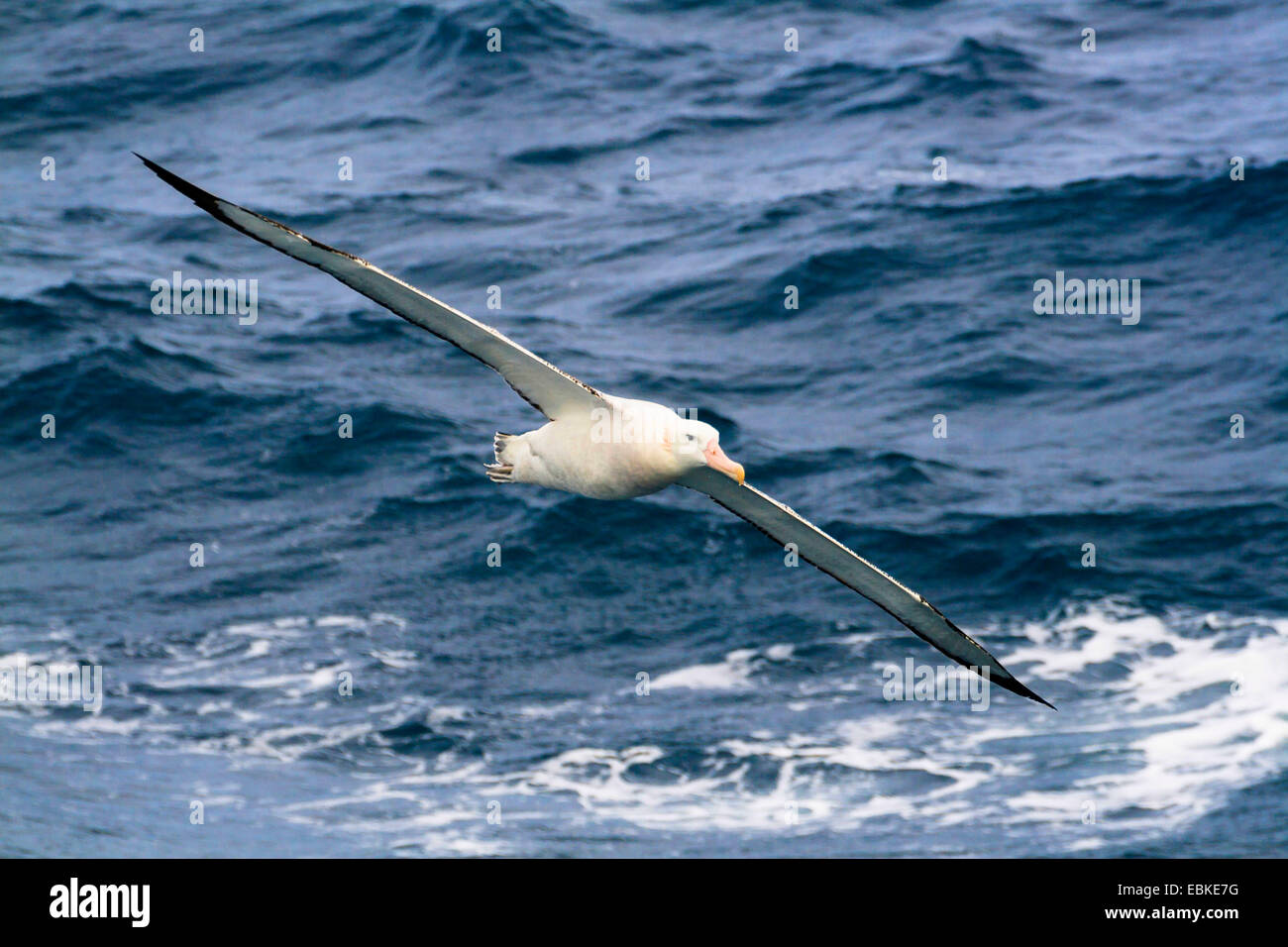 Albatros erranti (Diomedea exulans), volare, Antartide Foto Stock