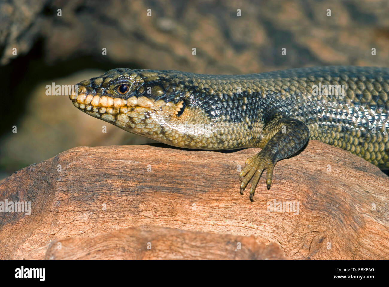 Tree skink (Egernia striolata), ritratto Foto Stock