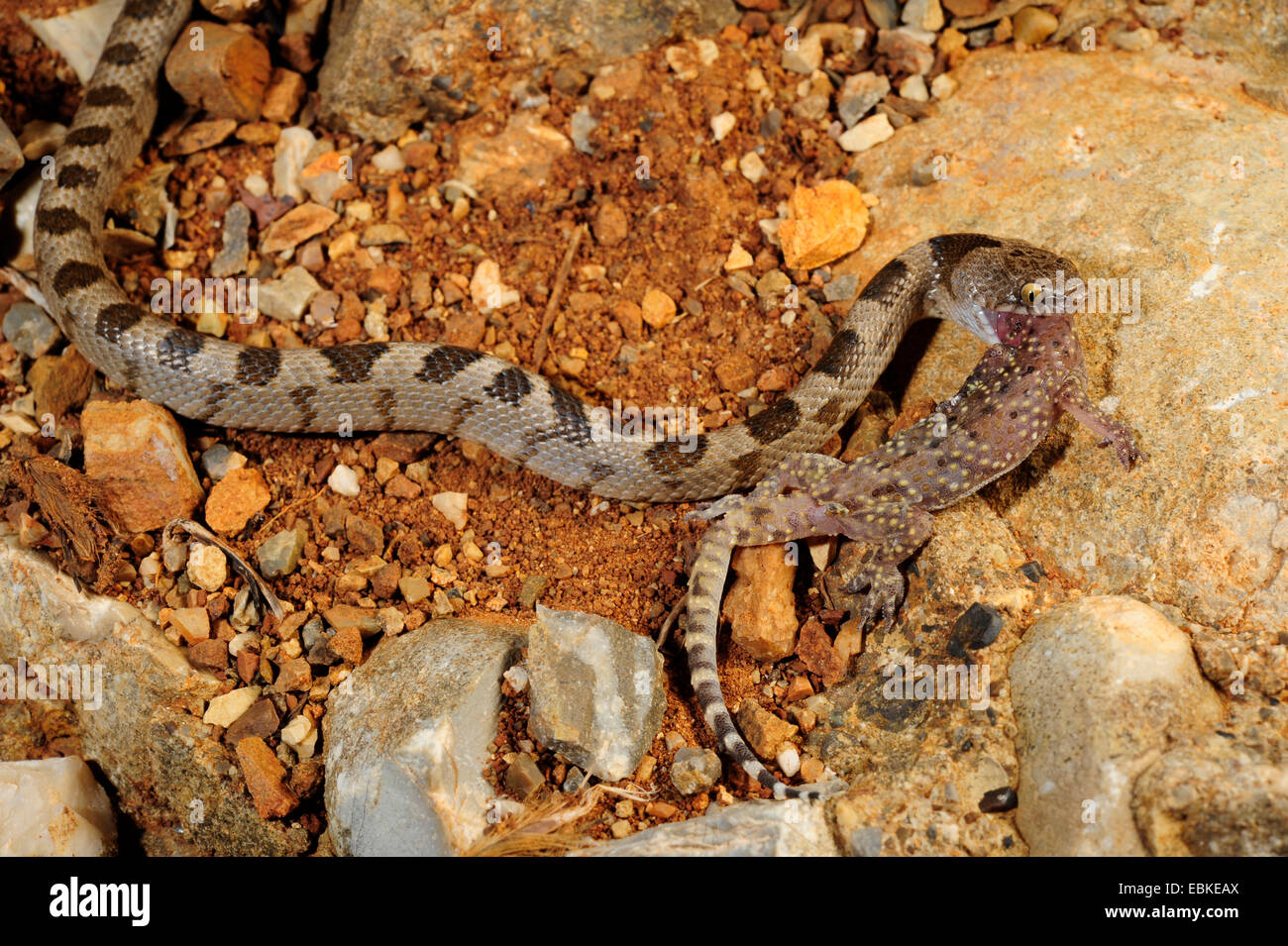 Cat snake, Europeo cat snake (Telescopus fallax), Europaeische Katzennatter, Grecia, PELOPONNESO Foto Stock