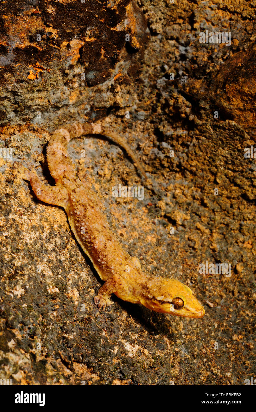 Sri Lanka foglia-toed Gecko, Sri Lanka foglia-toed gecko (Hemidactylus depressus), endemica, Sri Lanka, Sinharaja Forest National Park Foto Stock