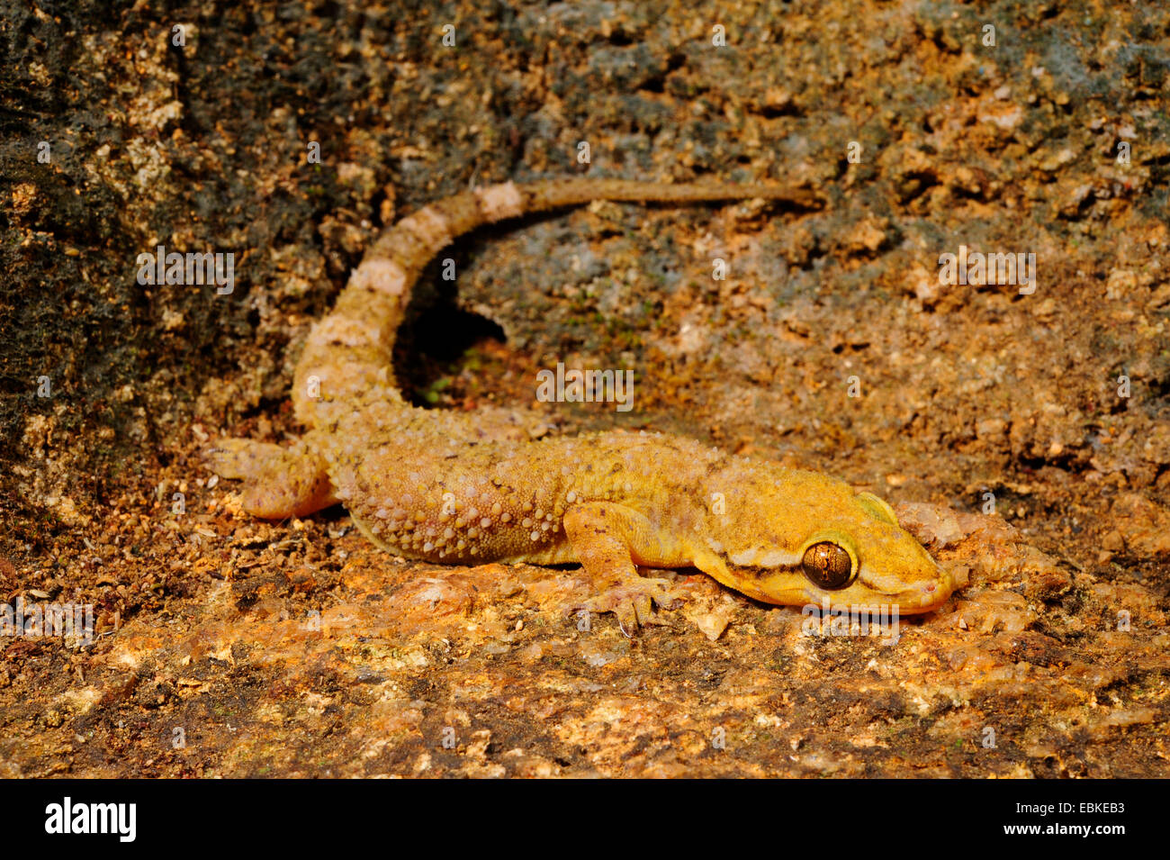 Sri Lanka foglia-toed Gecko, Sri Lanka foglia-toed gecko (Hemidactylus depressus), endemica, Sri Lanka, Sinharaja Forest National Park Foto Stock