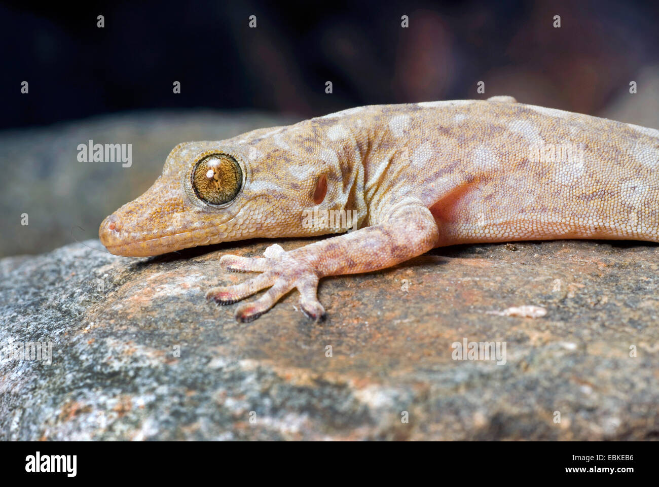 Gecko di marmo, in marmo gecko di velluto, in marmo Gecko meridionale, australiano gecko in marmo, Australian artigliato gecko (Phyllodactylus marmoratus, Christinus marmoratus, Gekko marmorata, Gekko marmoratus), ritratto Foto Stock