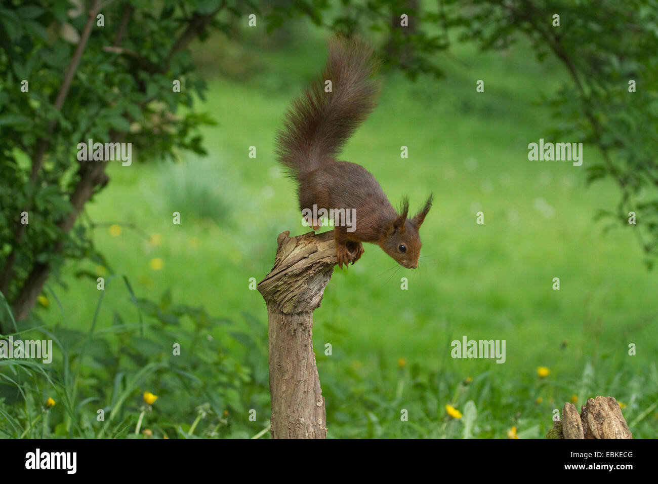 Unione scoiattolo rosso, Eurasian red scoiattolo (Sciurus vulgaris), saltando da un post, Germania Foto Stock