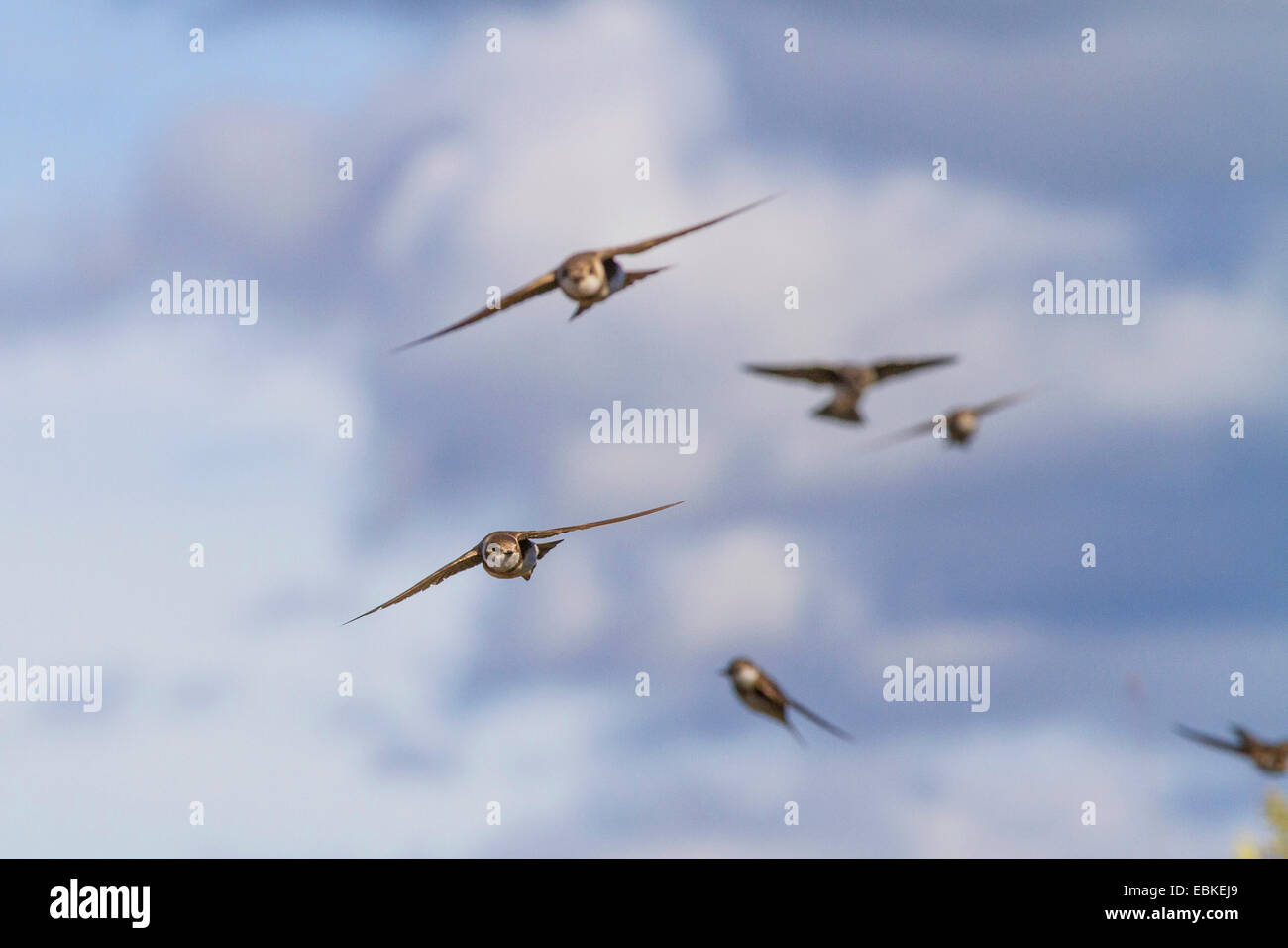 Sabbia martin (Riparia Riparia), sabbia martins battenti, Russia, Varzuga Foto Stock