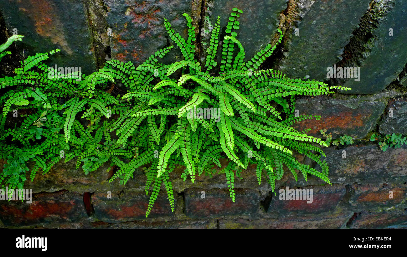 Maidenhair spleenwort, maidenhair comune (Asplenium trichomanes), che cresce su un vecchio muro, in Germania, in Renania settentrionale-Vestfalia Foto Stock