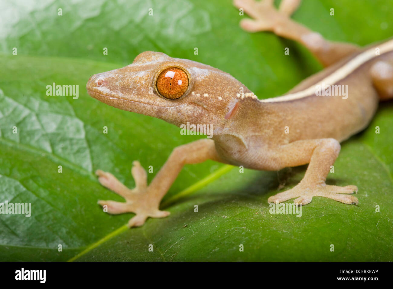 Fiancheggiata gecko (Gekko vittatus), su una foglia Foto Stock