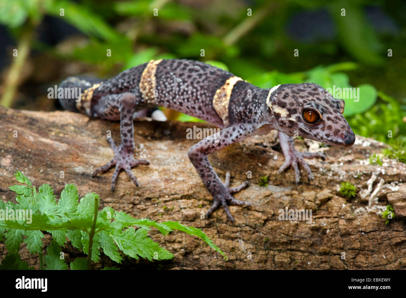 Massa giapponese Gecko (Goniurosaurus hainanensis), su deadwood Foto Stock