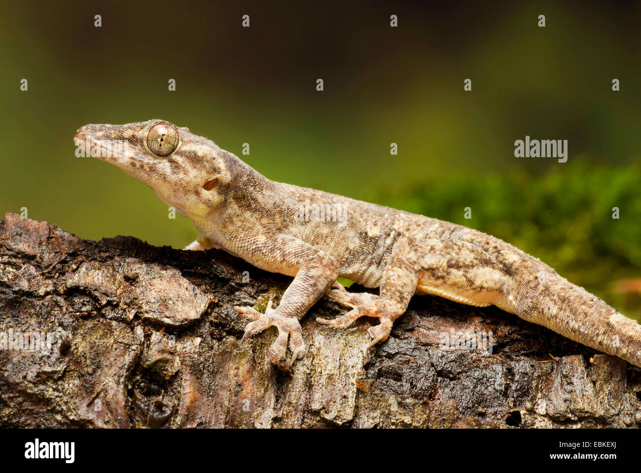 Casa africana gecko (Hemidactylus mabouia), su un ramo Foto Stock