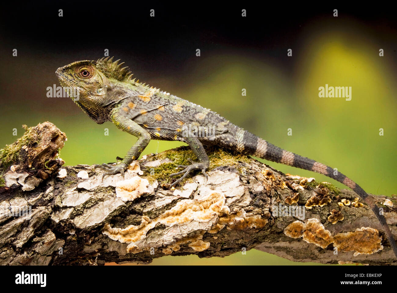 Chameleon Forest Dragon, Chameleon Anglehead Lizard (Gonocephalus chamaeleontinus), su un ramo Foto Stock