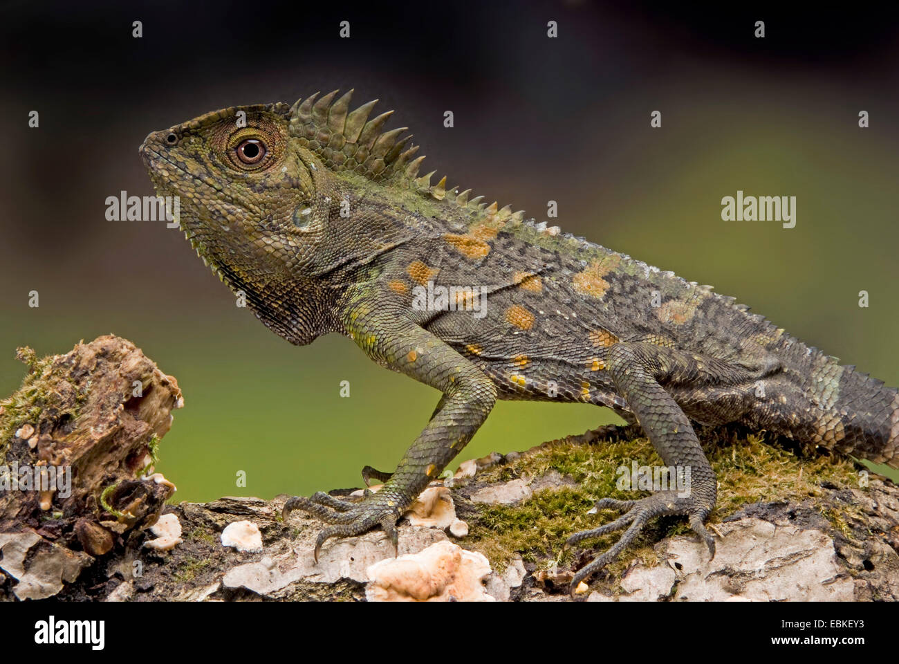 Chameleon Forest Dragon, Chameleon Anglehead Lizard (Gonocephalus chamaeleontinus), vista laterale Foto Stock