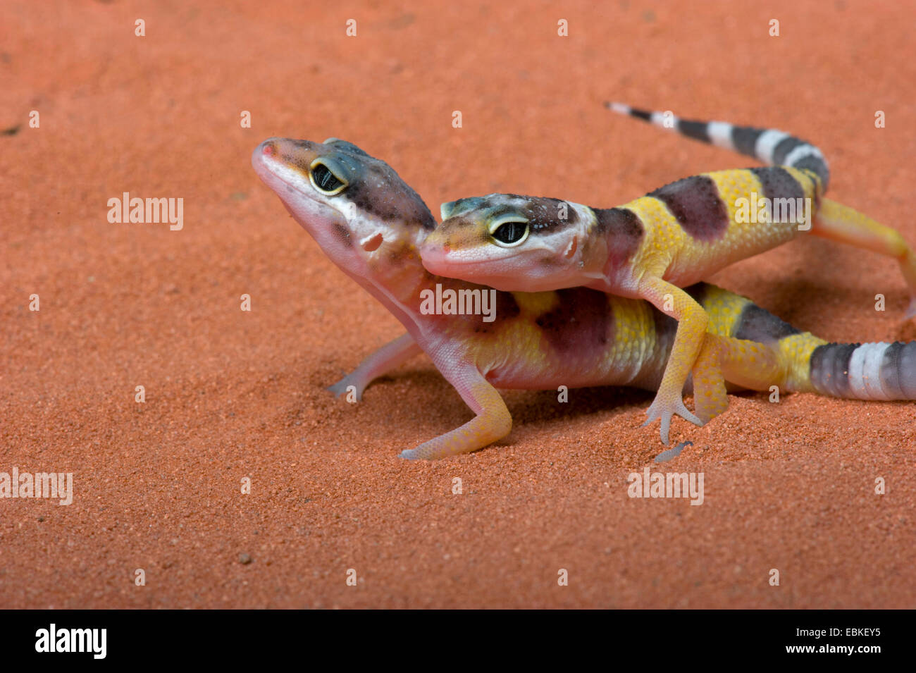 Leopard gecko (Eublepharis macularius), capretti gechi di Leopard Foto Stock