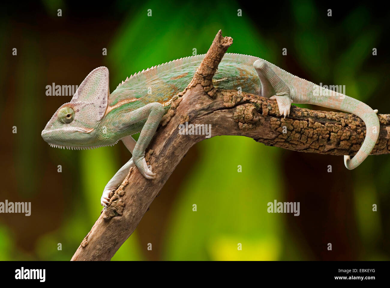 Yemen chameleon, cono-guidato camaleonte, velata chameleon (Chamaeleo calyptratus), seduto su un ramoscello Foto Stock