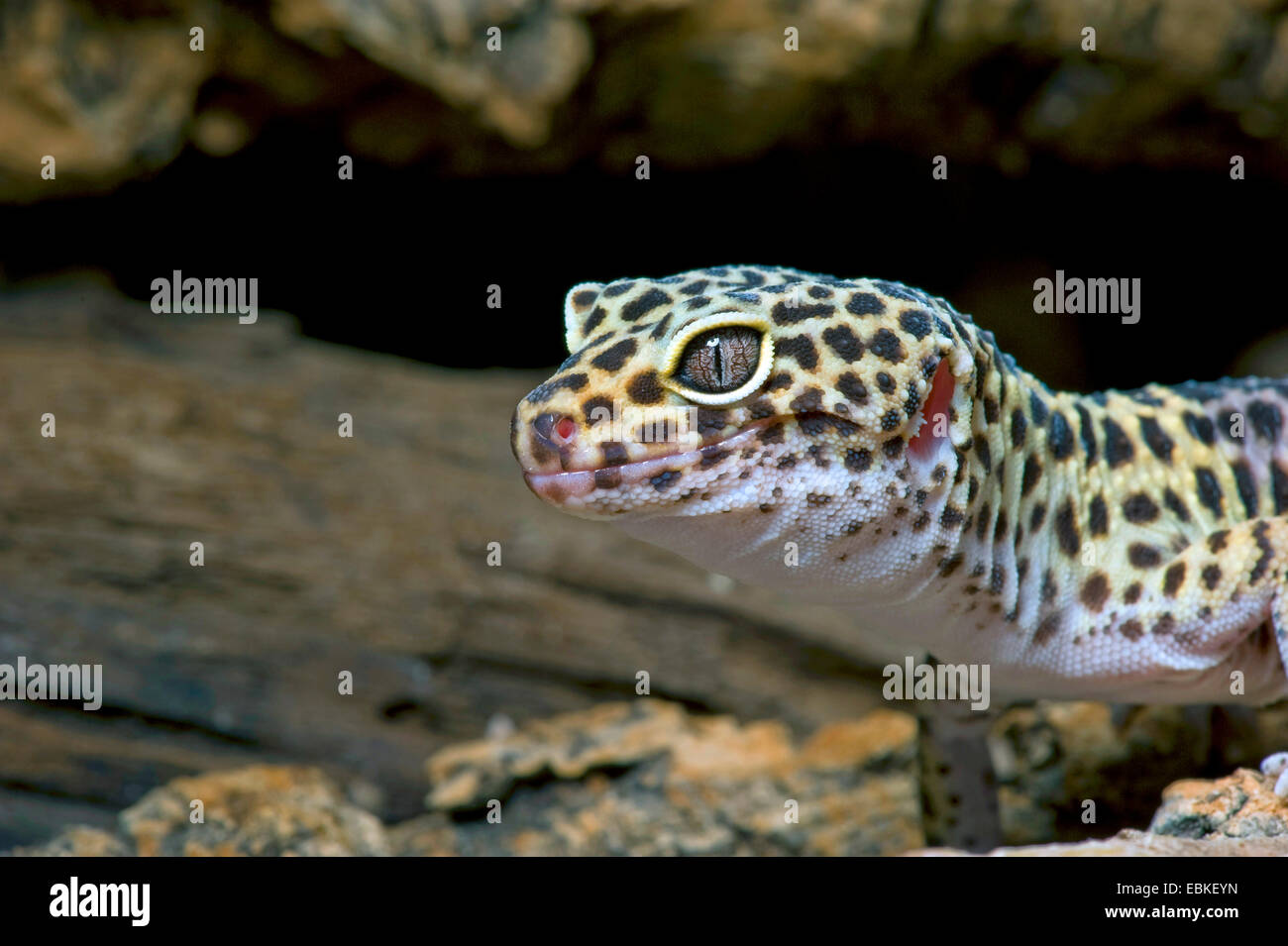 Leopard gecko (Eublepharis macularius), ritratto Foto Stock