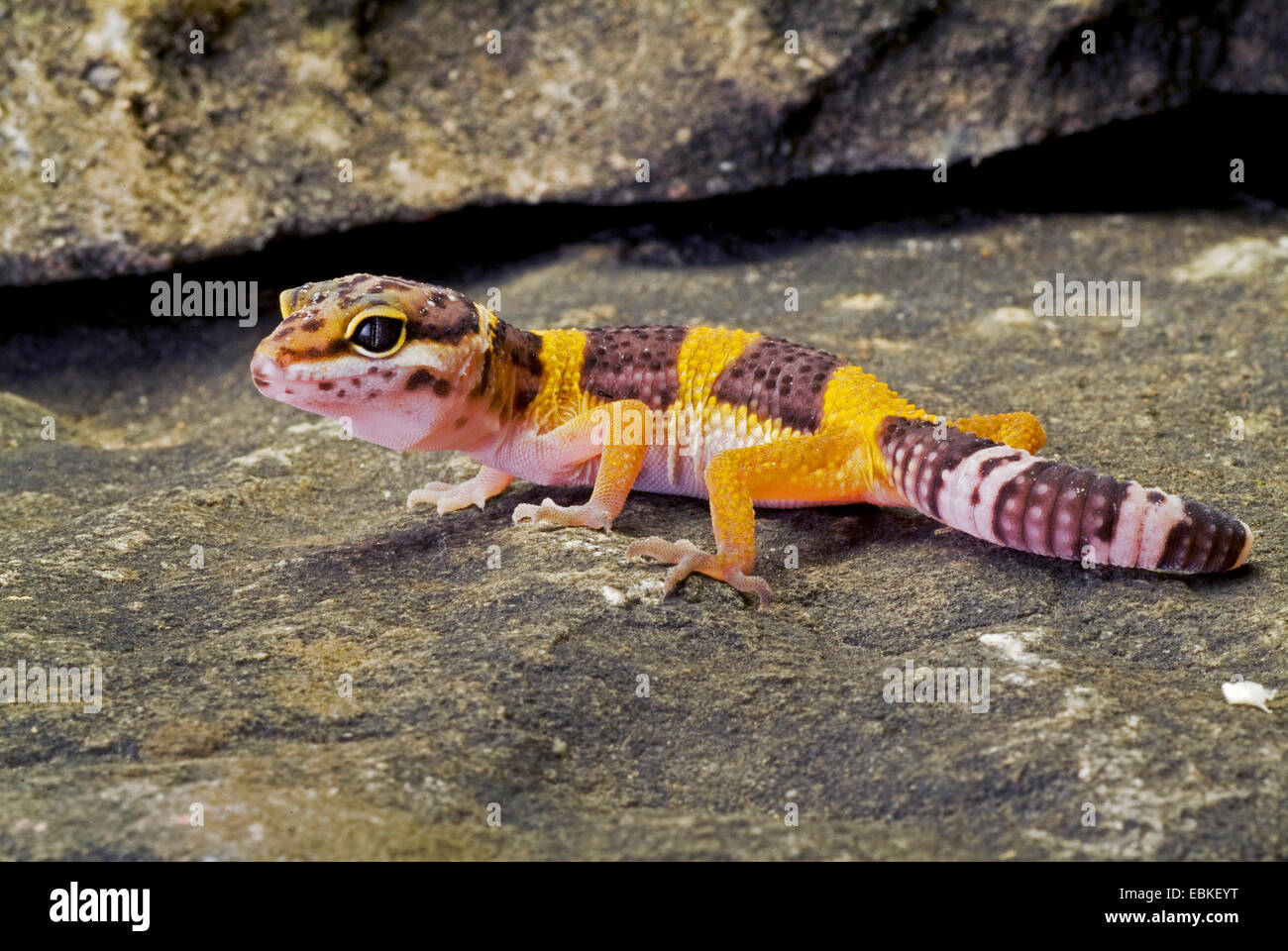 Leopard gecko (Eublepharis macularius), vista laterale Foto Stock
