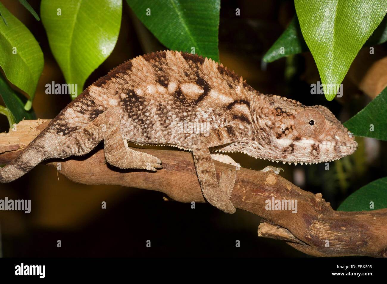 Panther chameleon (Furcifer pardalis, Chamaeleo pardalis), su un ramo Foto Stock