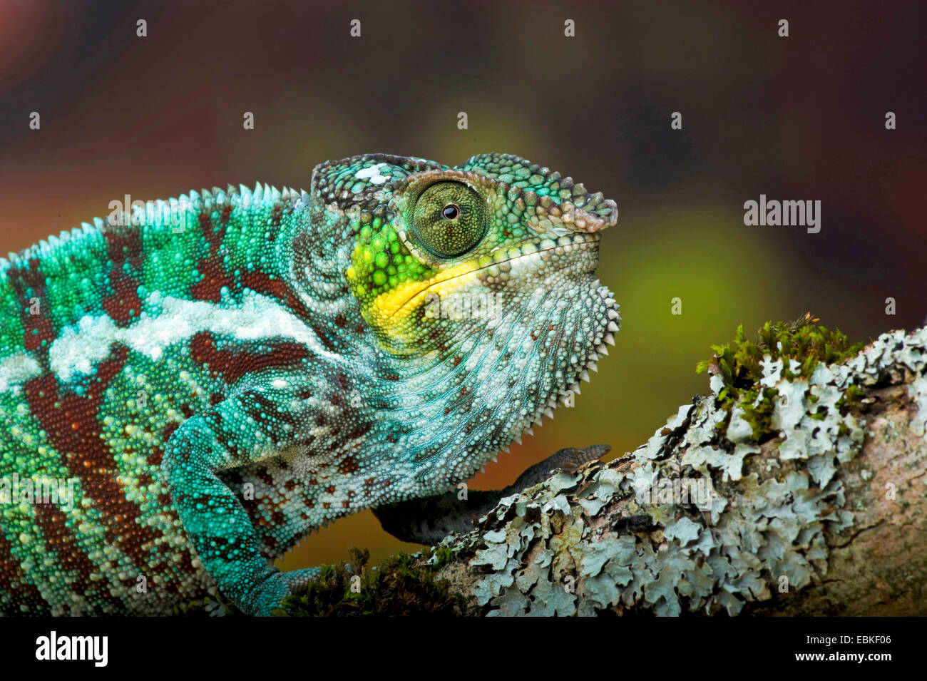 Panther chameleon (Furcifer pardalis, Chamaeleo pardalis), ritratto Foto Stock