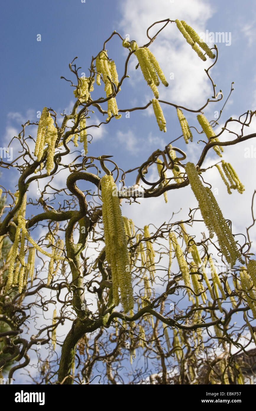 Comune di nocciolo (Corylus avellana), maschio amenti, GERMANIA Baden-Wuerttemberg Foto Stock