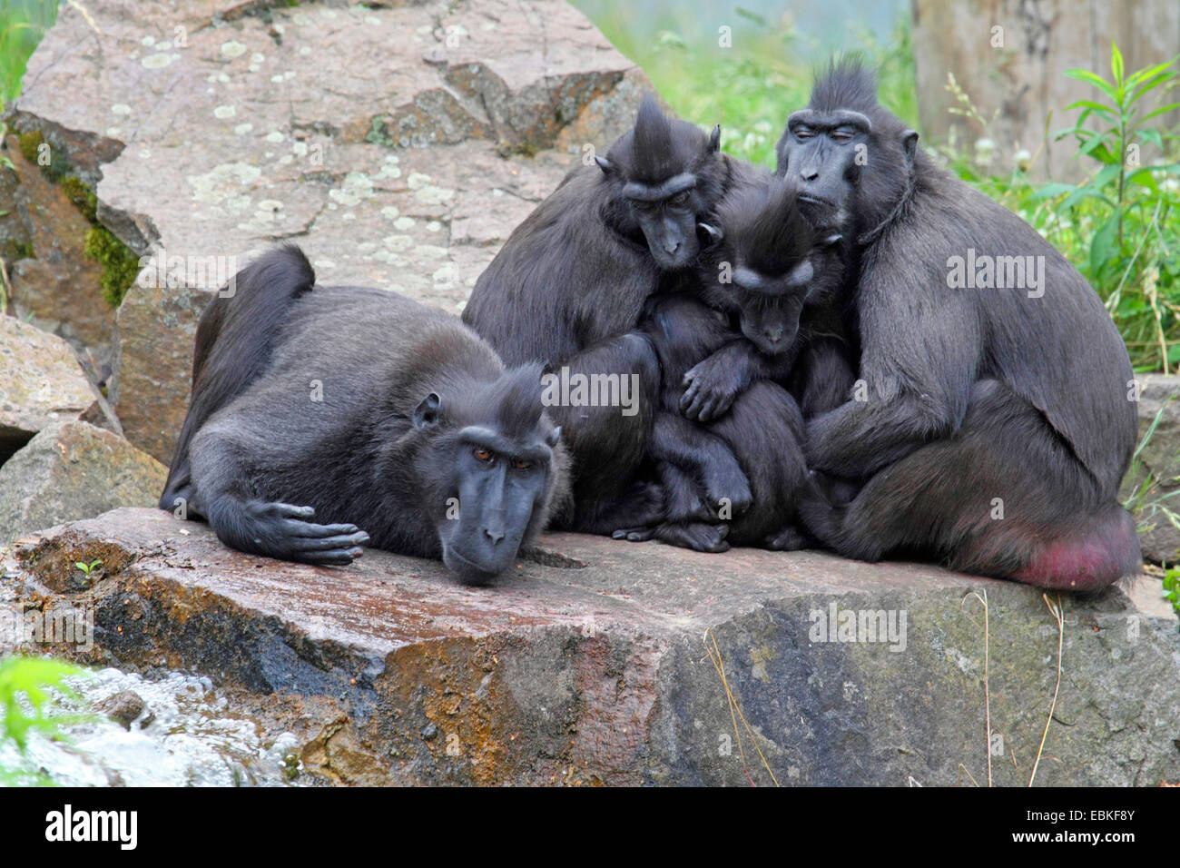 Celebes ape, Celebes black ape (Macaca nigra), gruppo con contatto fisico Foto Stock
