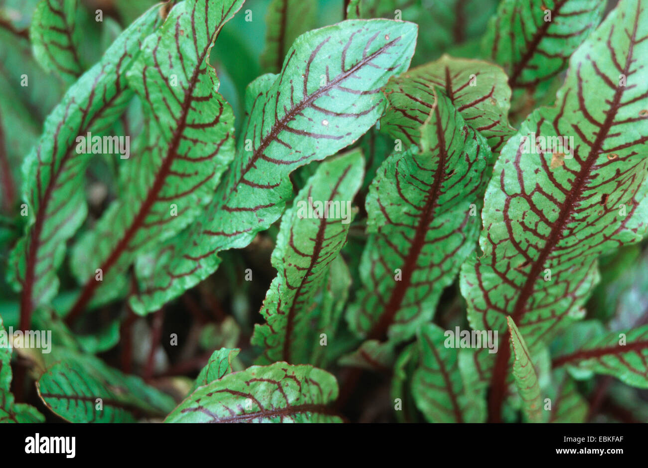 Rosso-venato dock (Rumex sanguineus var. sanguineus), foglie Foto Stock