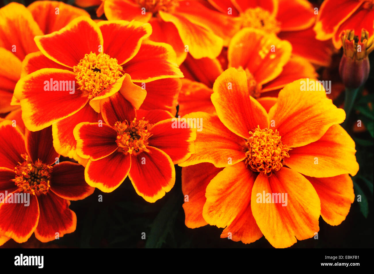 Tagete francese (Tagetes patula), cultivar Red Marietta Foto Stock