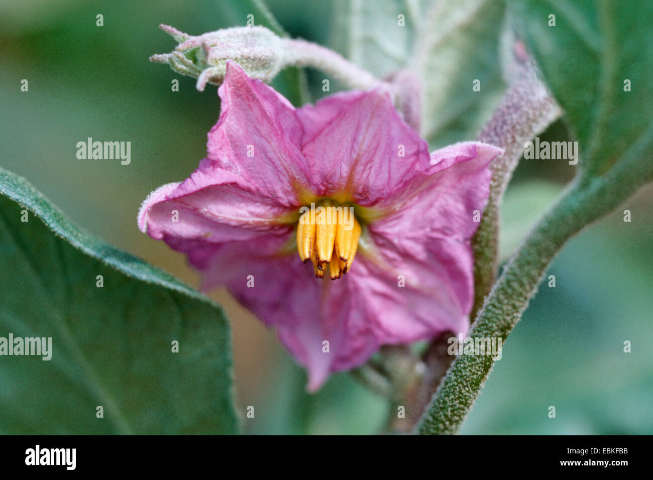 Melanzane, di melanzana (Solanum melongena), Blossom Foto Stock